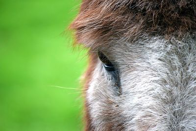 Close-up of horse