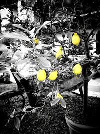 Close-up of yellow flowers growing on tree