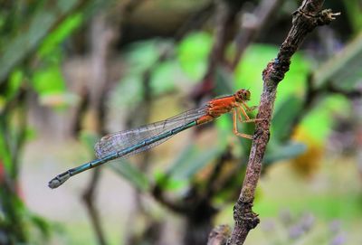 Close-up of dragonfly on plant