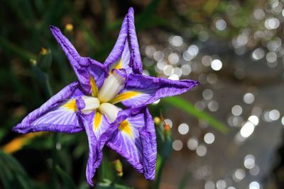 Close-up high angle view of flower against blurred background