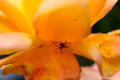 Close-up of insect on yellow flower