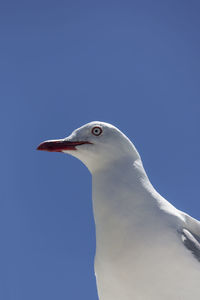 Low angle view of seagull against clear blue sky