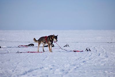 Dog standing on snow covered land