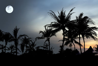 Low angle view of silhouette coconut palm tree against sky at night