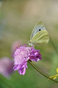 Close-up of butterfly pollinating flower