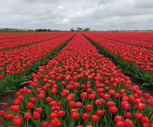 Red tulips in field against sky