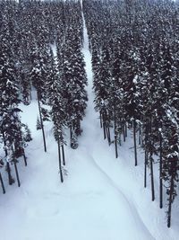 Trees on snow covered landscape