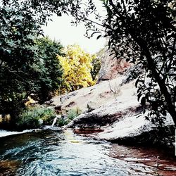 Stream flowing through forest