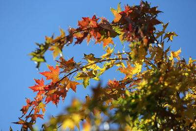 Low angle view of maple tree against sky