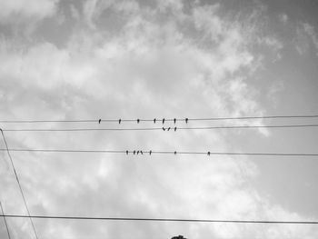 Low angle view of birds perching on cable