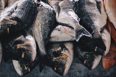 Close-up of fishes fish