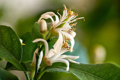 Close up of lemon blossoms in the tree against a blurred background