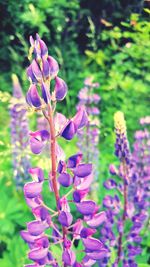 Close-up of purple flowers blooming outdoors