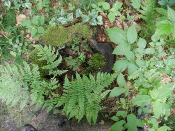 Plants growing in water