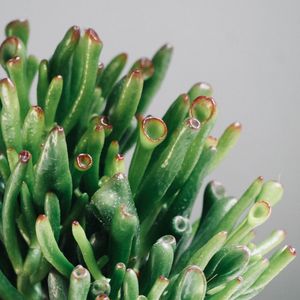 Close-up of succulent plant against white background