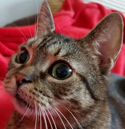 Close-up portrait of a cat