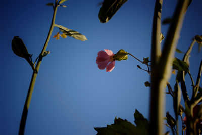Low angle view of flowering plants against blue sky