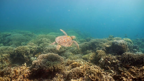 Sea turtle swimming underwater over corals. sea turtle moves its flippers in the ocean under water. 