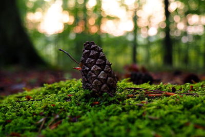 Close-up of mushroom growing in forest