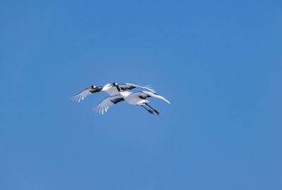 Japanese crane in tsurui village, hokkaido, japan