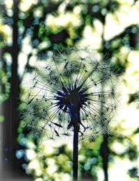 Close-up of dandelion flower