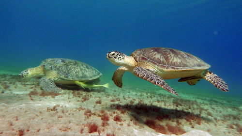 Close-up of turtle swimming in sea .