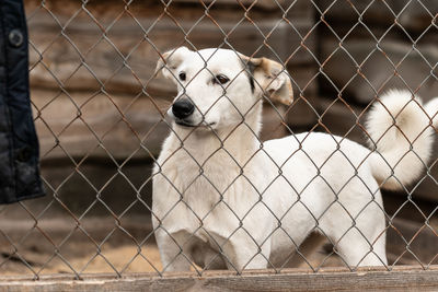 View of a dog looking through fence