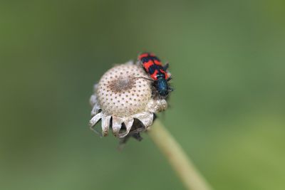 Close-up of ladybug on flower