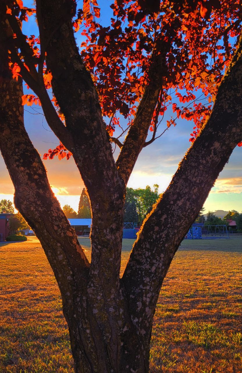 tree, plant, leaf, nature, tree trunk, trunk, beauty in nature, sky, autumn, sunset, landscape, sunlight, no people, branch, flower, land, environment, scenics - nature, outdoors, plant part, tranquility, evening, orange color, red, rural scene, multi colored