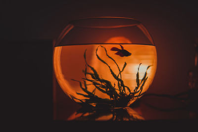 Close-up of illuminated lamp at night during sunset