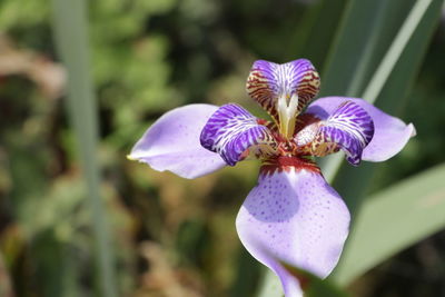 Close-up of purple iris