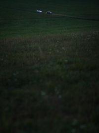 View of bird on field