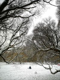 Bare trees on snow covered land against sky