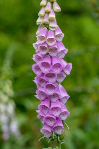 Close up of common foxgloves in bloom in the garden