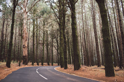 Road amidst trees in forest