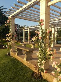 Flower plants in garden against sky