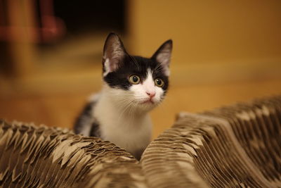 Close-up portrait of cat