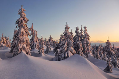 Snow covers lot of ground and trees. magical winter landscape.