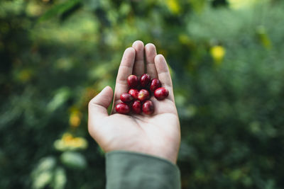 Cropped image of hand holding fruits