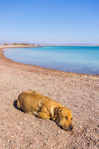 Dog resting on beach