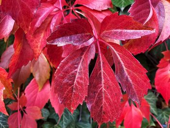 Close-up of red maple leaves