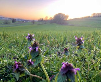 Close-up of purple flowering plants on field during sunset