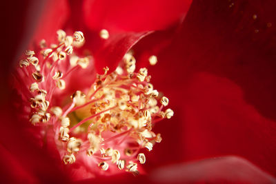 Close-up of red rose flower