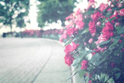 Close-up of pink flowers on tree