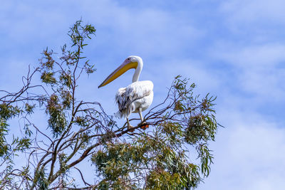 Low angle view of bird perching on tree against sky