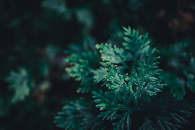 Close-up of pine tree