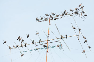 Low angle view of birds perching on antenna against sky