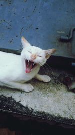 High angle view of cat yawning