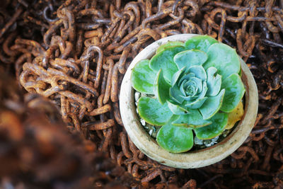 High angle view of fresh green leaf