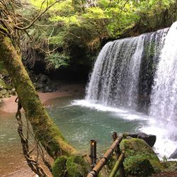 Close-up of waterfall against trees